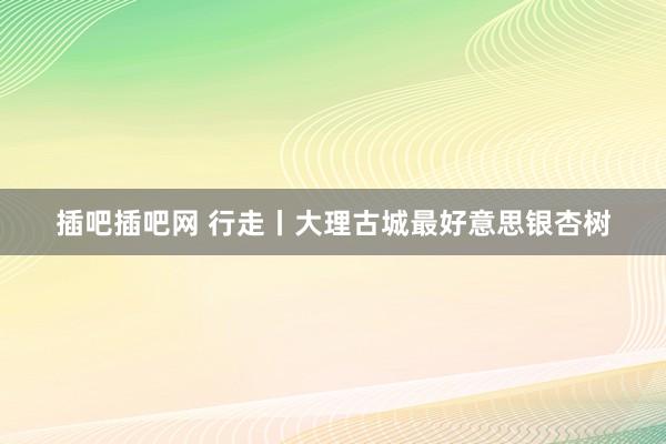 插吧插吧网 行走丨大理古城最好意思银杏树